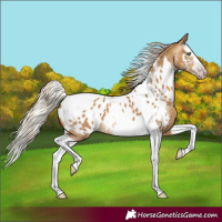 Horse Color:Gray Silver Sable Cream Champagne Sabino Splash Tobiano Near Leopard 