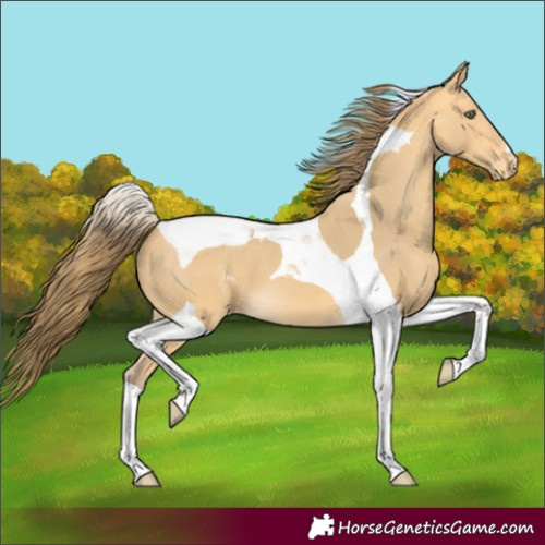 Horse Color:Amber Cream Champagne Tobiano Appaloosa 