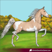 Horse Color:Silver Amber Champagne Sabino Splash Tobiano Frame