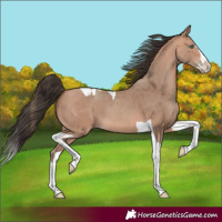 Horse Color:Amber Champagne Splash Tobiano Rabicano