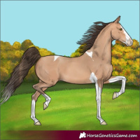 Horse Color:Amber Champagne Splash Tobiano 