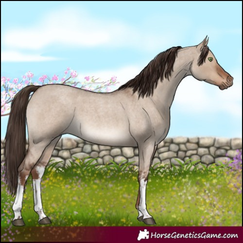 Horse Color:White Spotted Liver Red Dun Roan