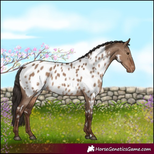 Horse Color:White Spotted Liver Red Dun Appaloosa
