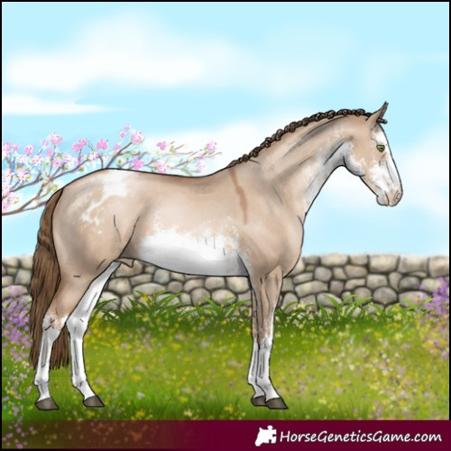 Horse Color:White Spotted Liver Red Dun Pearl Appaloosa