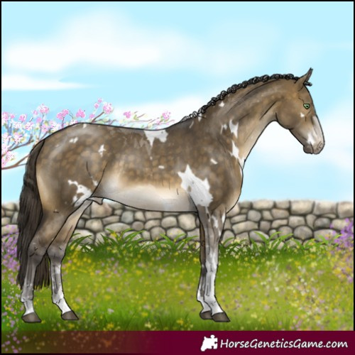 Horse Color:White Spotted Buckskin Dun Tobiano Appaloosa Rabicano 