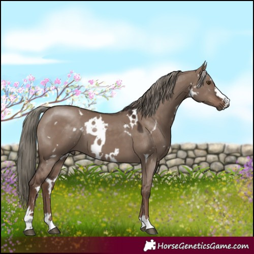 Horse Color:White Spotted Liver Red Dun Mushroom