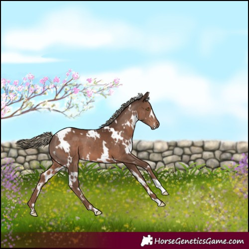 Horse Color:White Spotted Liver Chestnut Mushroom 