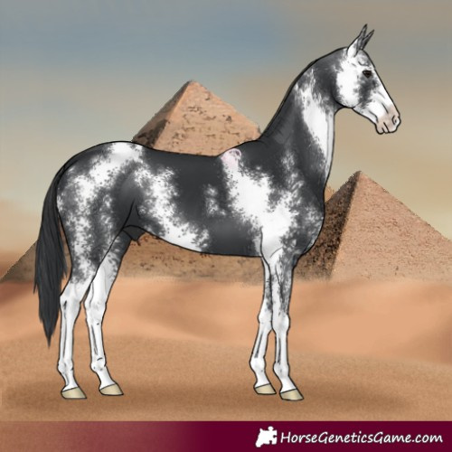 Horse Color:Black Sabino