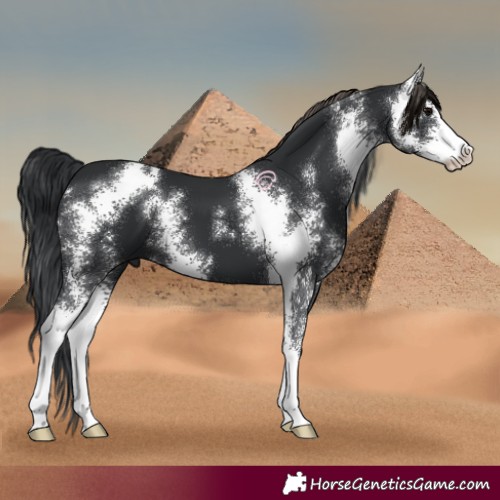 Horse Color:Black Sabino