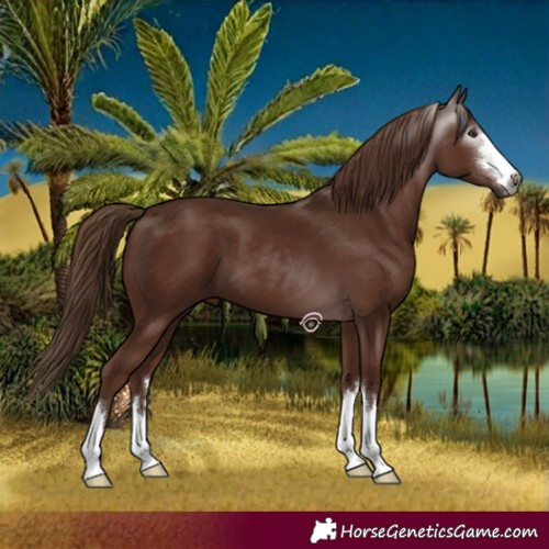 Horse Color:Gray Chestnut 