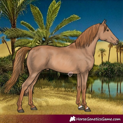 Horse Color:Chestnut 