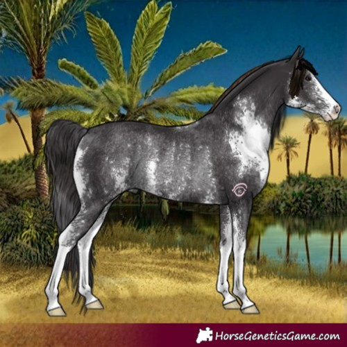 Horse Color:Smoky Black Sabino Rabicano