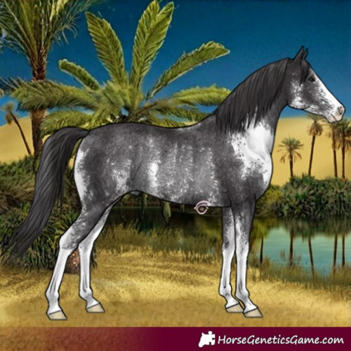 Horse Color:Smoky Black Sabino Rabicano 