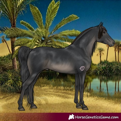 Horse Color:Black 