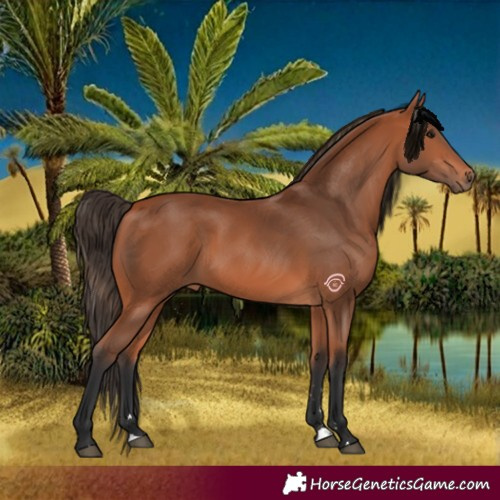 Horse Color:Bay 