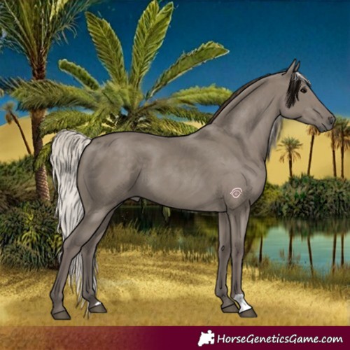 Horse Color:Silver Grullo