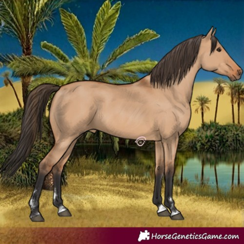 Horse Color:Bay Dun