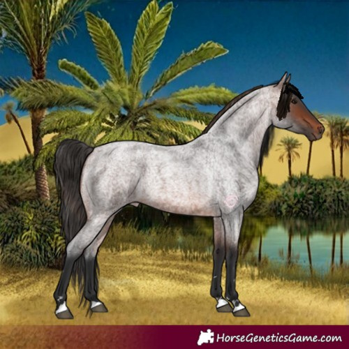 Horse Color:Brown Roan 