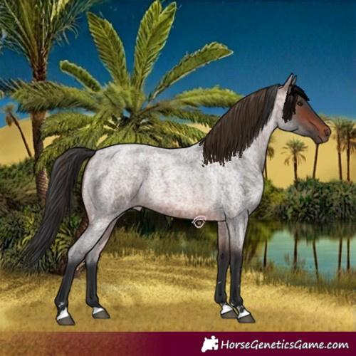 Horse Color:Brown Roan 