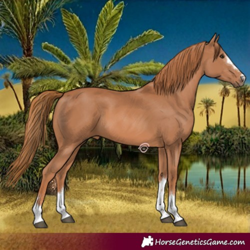 Horse Color:Chestnut 