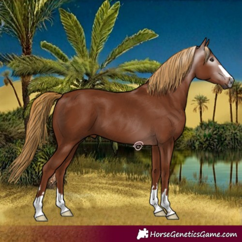 Horse Color:Gray Chestnut