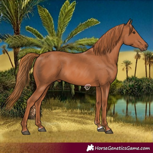 Horse Color:Chestnut 