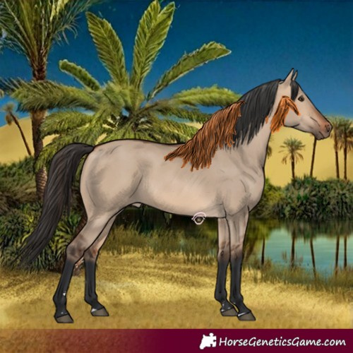 Horse Color:Bay Dun 