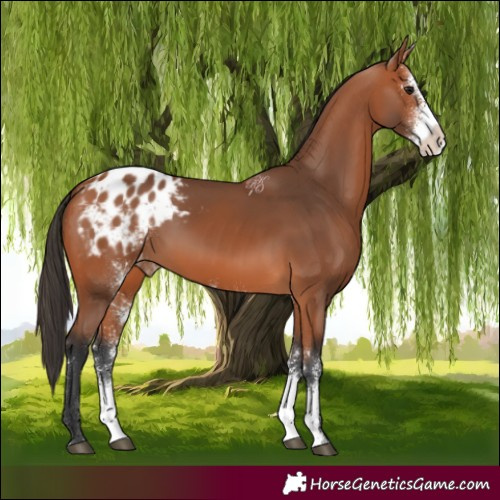Horse Color:Bay Sabino Appaloosa Rabicano