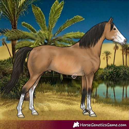 Horse Color:Gray Buckskin Sabino