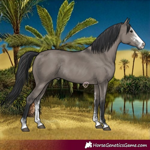 Horse Color:Grullo Sabino Rabicano 