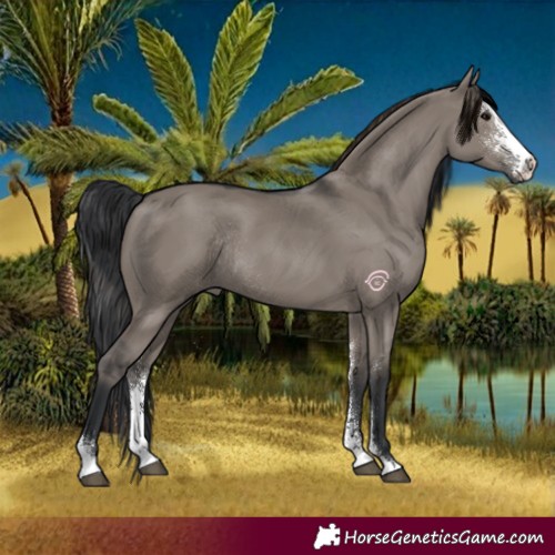 Horse Color:Grullo Sabino Rabicano
