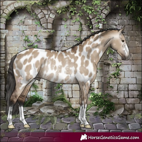 Horse Color:Gray Liver Red Dun Near Leopard Rabicano 