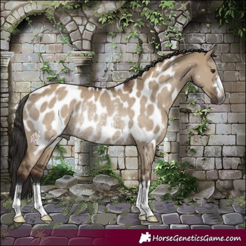 Horse Color:Gray Liver Red Dun Appaloosa Rabicano