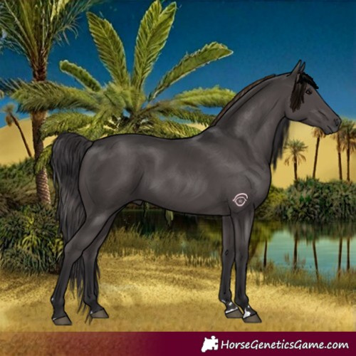 Horse Color:Smoky Black