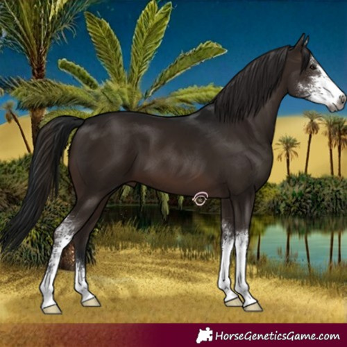 Horse Color:Gray Brown Sabino 