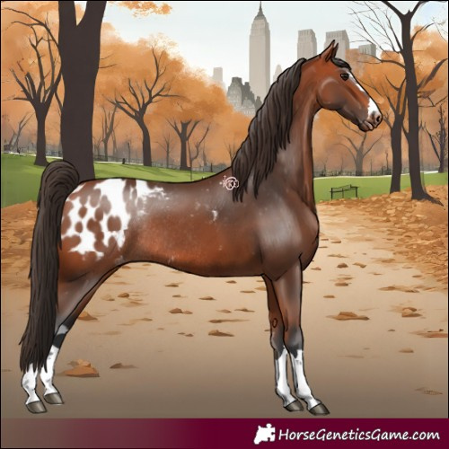 Horse Color:Bay Appaloosa Rabicano 