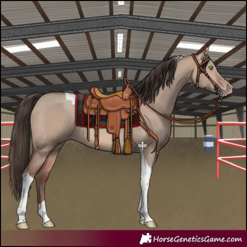 Horse Color:Amber Champagne Dun Tobiano 
