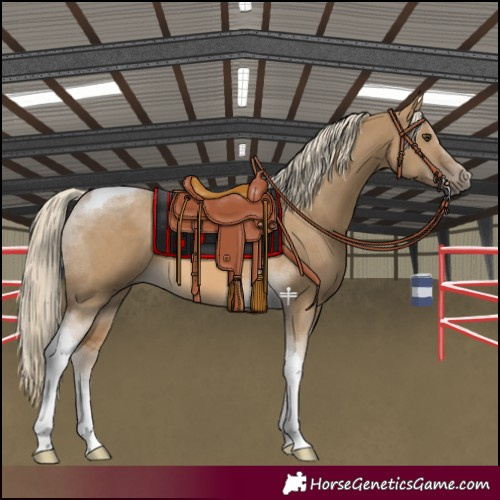 Horse Color:Chocolate Palomino Dun Tobiano