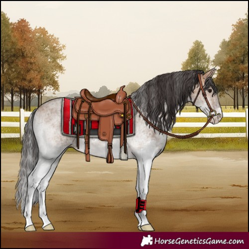 Horse Color:White Spotted Bay Dun 