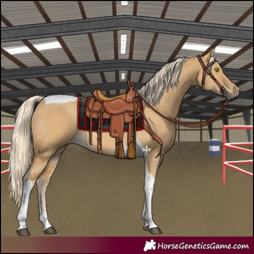 Horse Color:Palomino Dun Tobiano 