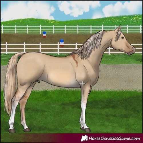 Horse Color:Chocolate Palomino Dun Tobiano