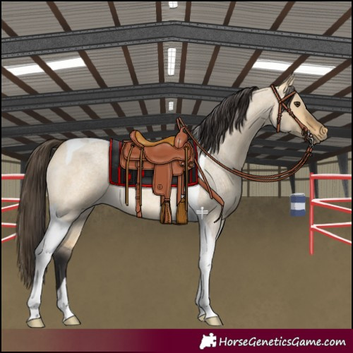 Horse Color:Buckskin Roan Dun Tobiano