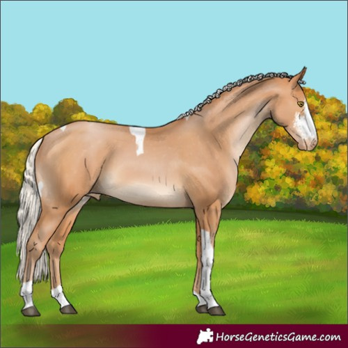 Horse Color:Silver Bay Pearl Sabino Tobiano Varnish