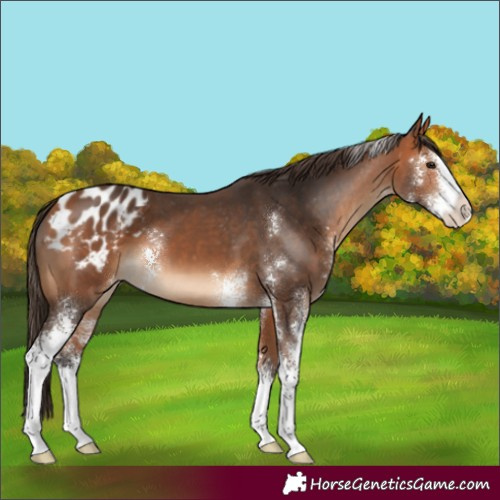 Horse Color:Bay Sabino Blanket