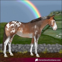 Horse Color:Bay Sabino Blanket