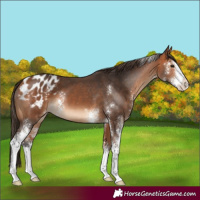 Horse Color:Bay Sabino Blanket 
