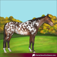 Horse Color:Bay Near Leopard