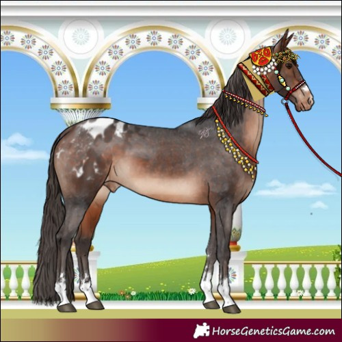 Horse Color:Bay Appaloosa 