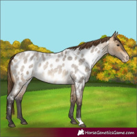 Horse Color:Buckskin Roan Dun Near Leopard 