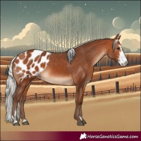 Horse Color:Silver Bay Sabino Blanket